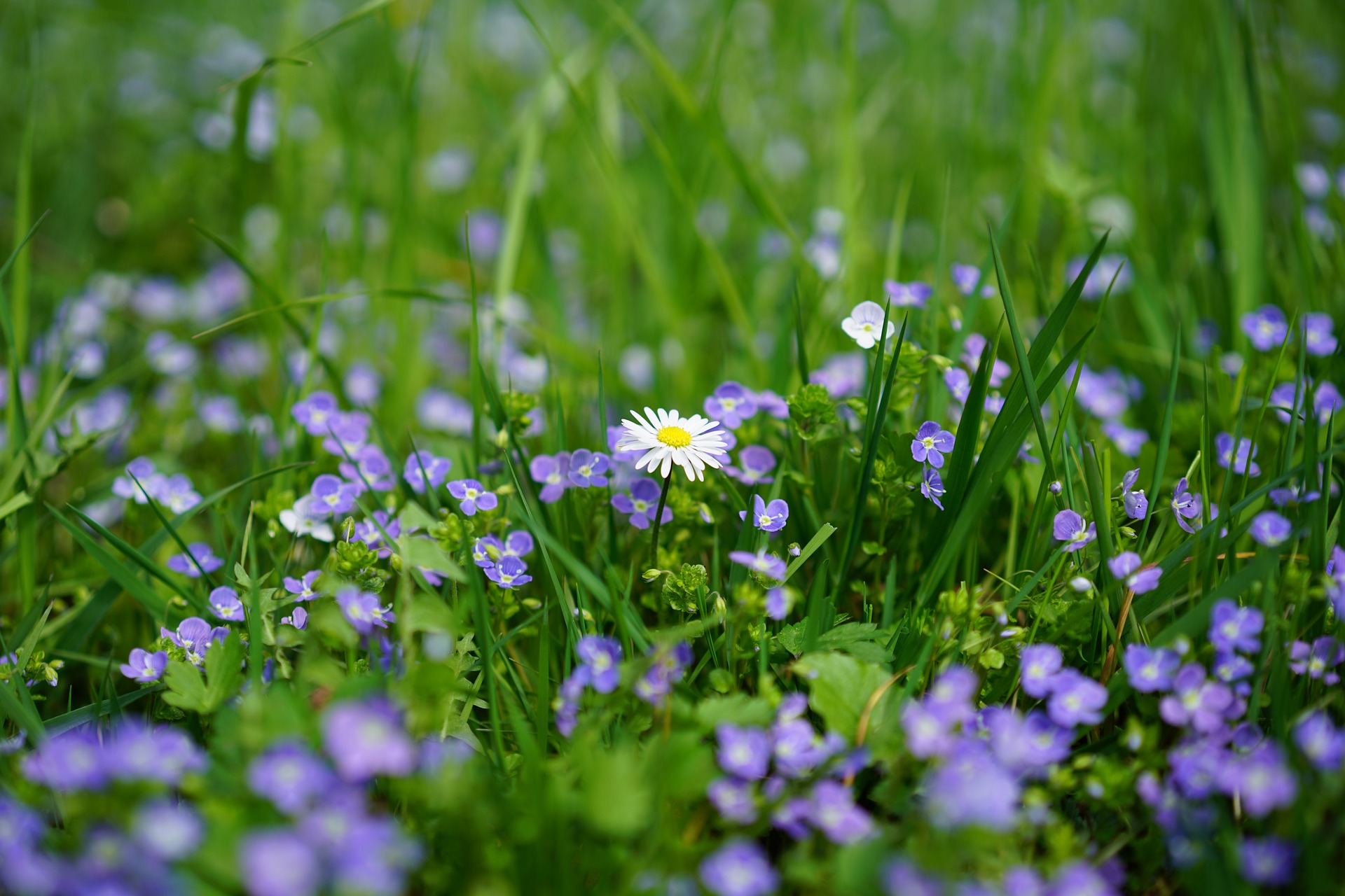 Das Bild zeigt eine Wiese mit Vergissmeinnicht und Gänseblümchen